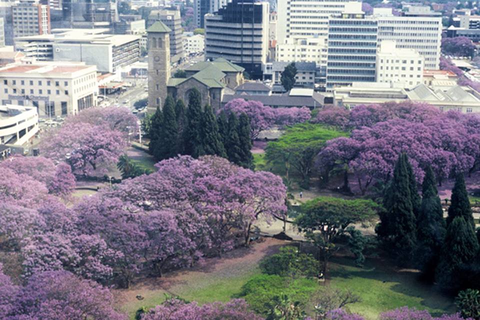 Harare Jacaranda Avenue & City Center