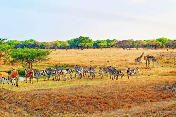 Mukuvisi Woodlands